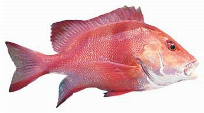 Red Emperor Whole 1kg