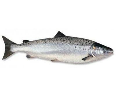 Salmon Trout Whole 1kg