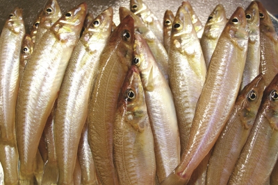 Silver Whiting Whole 1kg