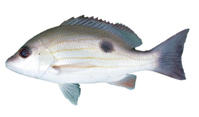 Moses Perch Whole 1kg