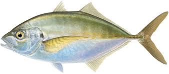 Trevally Silver Whole 1kg
