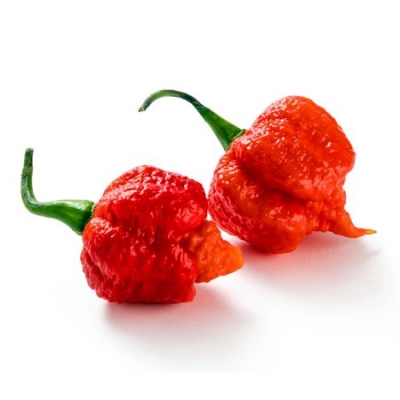 Chilli Carolina Reaper Loose 100g