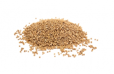 Bulk Foods Gourmet Organic Mustard Seed Yellow 20g