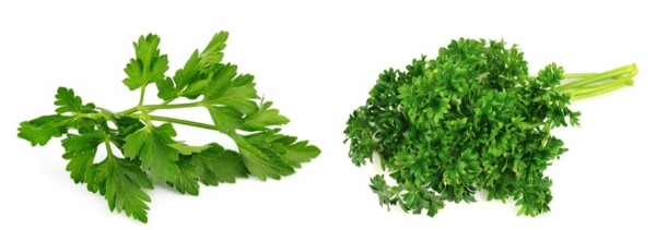 Parsley Bunch Each