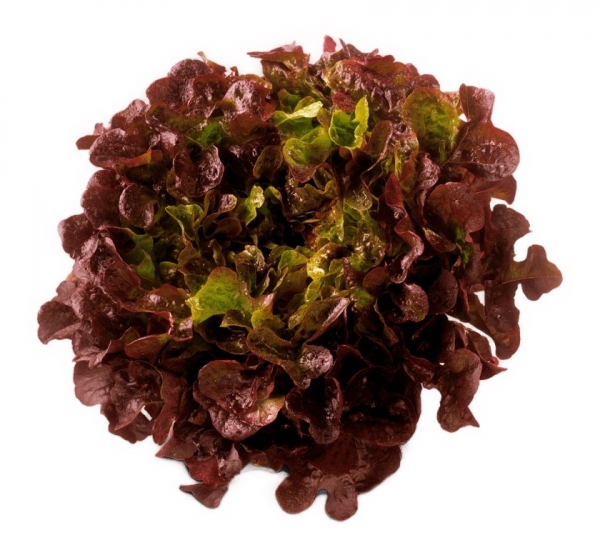 Adelaide Hydro Fresh Red Oak Lettuce