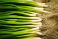Monikas Organic Spring Onions Bunch
