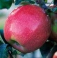 Monikas Organic Apples - Pink Lady 1kg
